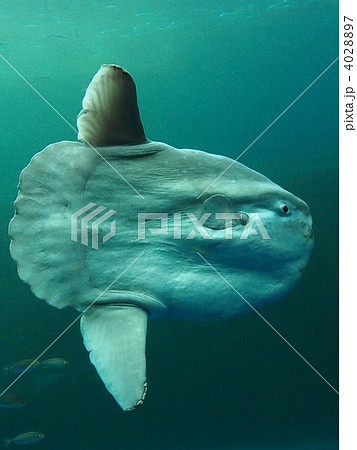 マンボウ マンボウ 4028897