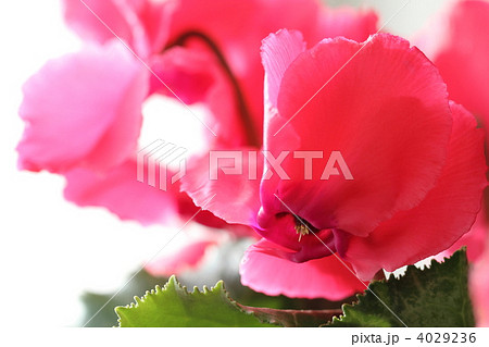 紅いフリル花弁のシクラメン 4029236