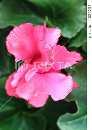 紅いフリル花弁のシクラメンを真上から 4029237