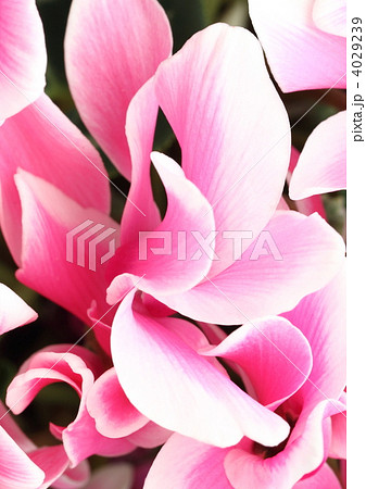 ピンクに白覆輪のシクラメンを真上から 4029239