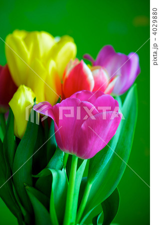 Tulips 4029880