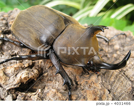 アヌビスゾウカブト アヌビスゾウカブト 4031466