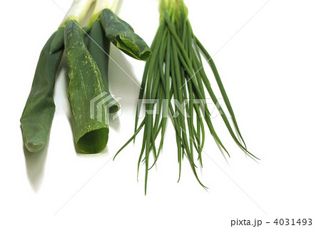 2種類の葱 4031493