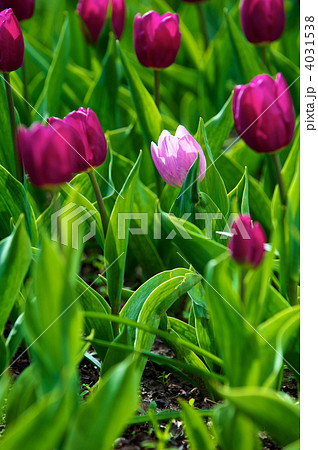 Tulips 4031538