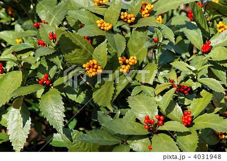 黄色と赤色の千両の実 4031948
