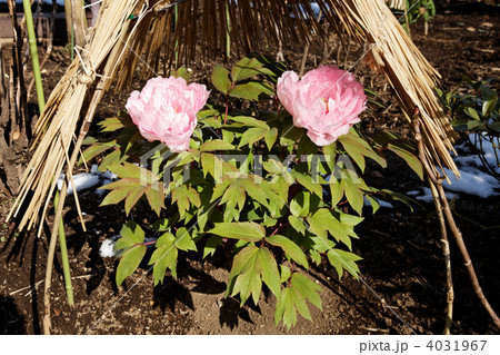 上野東照宮ぼたん苑のピンク色の牡丹の花と残雪 4031967