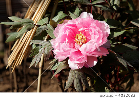 上野東照宮ぼたん苑のピンク色の牡丹の花 4032032