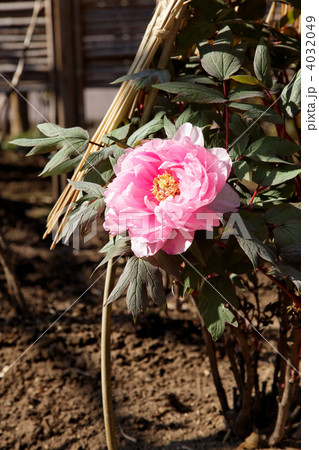上野東照宮ぼたん苑のピンク色の牡丹の花 4032049