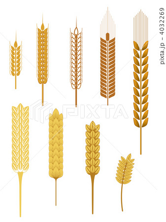 Cereal ears Cereal ears 4032269