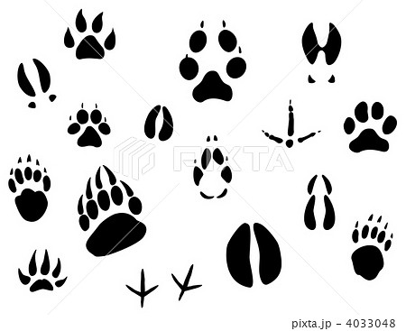 Animal footprints Animal footprints 4033048
