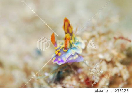 ウミウシ 4038528