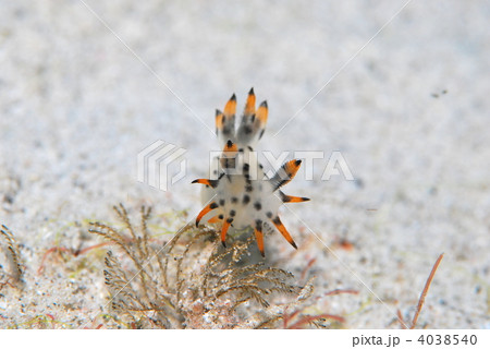 ウミウシ 4038540