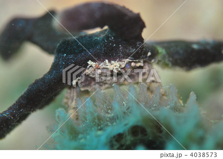 カイカムリ 4038573