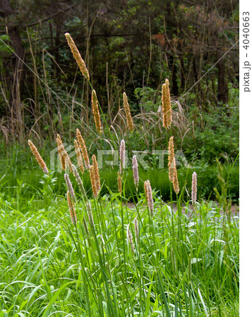 オオスズメノテッポウ 4040663