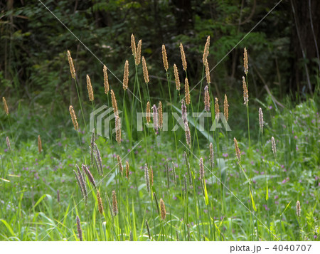 オオスズメノテッポウ オオスズメノテッポウ 4040707