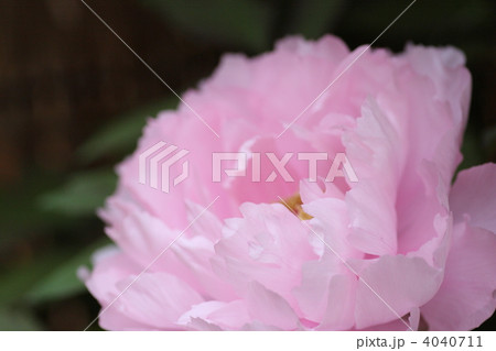 【冬牡丹　八千代椿】 4040711