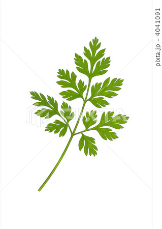 leaf 4041091