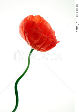 ポピー/オレンジ色 4041640