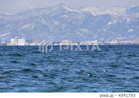 琵琶湖の冬と水鳥 琵琶湖の冬と水鳥 4041793