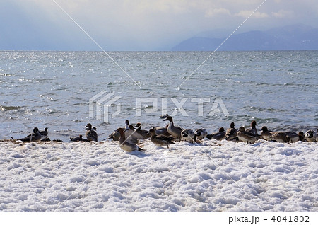 冬の琵琶湖と水鳥 4041802