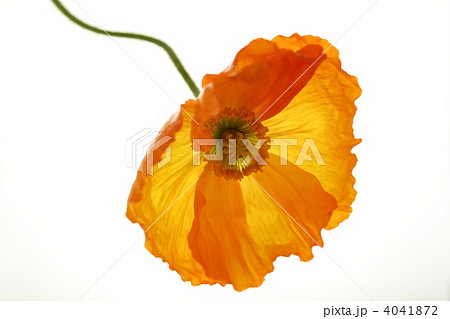 ポピー/オレンジイエロー 4041872