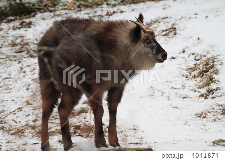 冬のニホンカモシカ 4041874