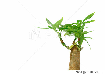 パキラの木 4042039