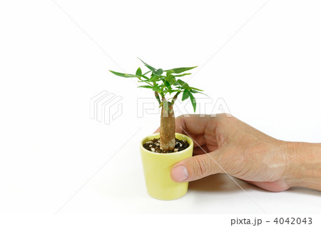 パキラの木 パキラの木 4042043