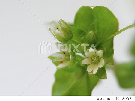 ミドリハコベ（緑繁縷） 4042052