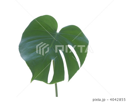 モンステラ 4042855