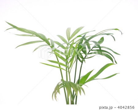 アレカヤシ 4042856