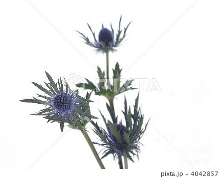 エリンジューム 4042857