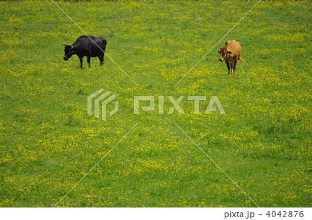 南阿蘇の春の牧場、ウマノアシガタが一面に咲き誇る草原での放牧風景。 4042876