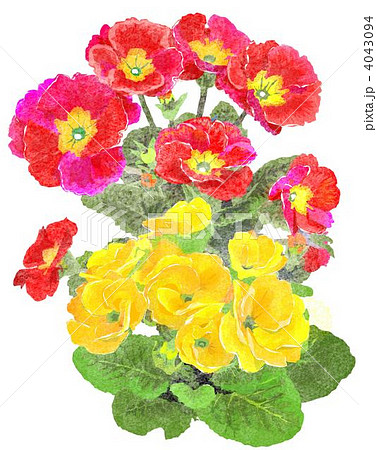 プリムラの花のイラスト素材