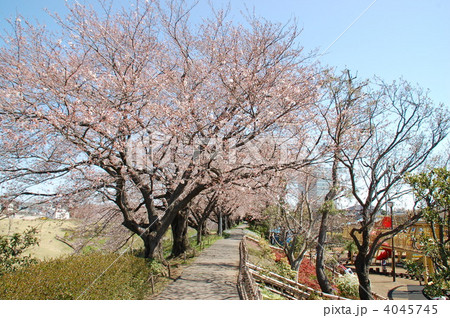 相模三川公園 桜 相模三川公園 桜 4045745