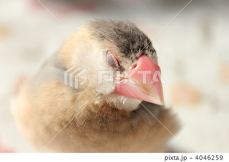 眠い 文鳥のひな 眠い 文鳥のひな 4046259