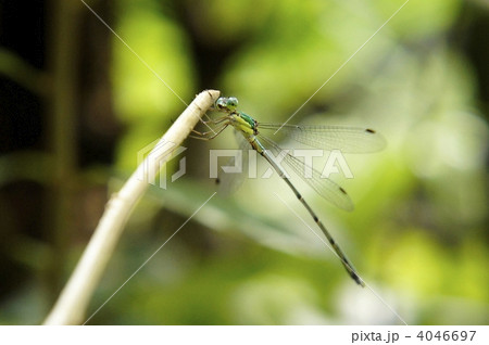 アオイトトンボ アオイトトンボ 4046697