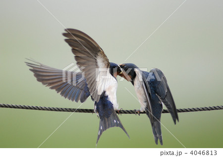 ツバメの親子 4046813