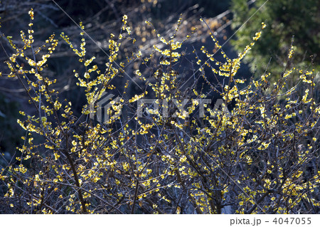 浄智寺のロウバイ 浄智寺のロウバイ 4047055