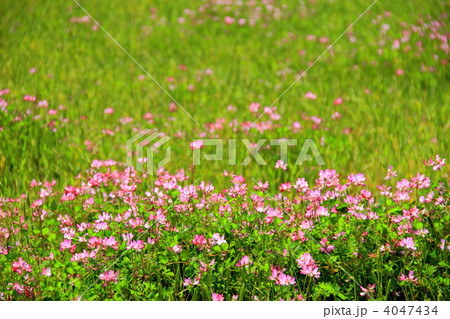 花畑 4047434