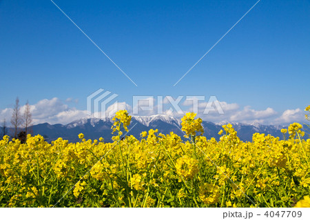 菜の花と雪山 菜の花と雪山 4047709
