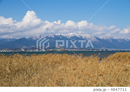 琵琶湖と葦原 琵琶湖と葦原 4047711