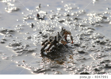 カニ 有明海 カニ 有明海 4047991
