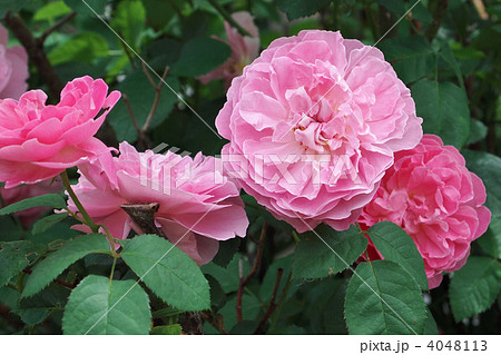 メアリー・ローズ 4048113