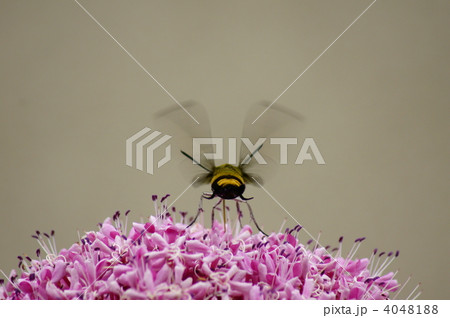 大透翅（おおすかしば）　後姿も可愛いです。　でも蛾です。 4048188