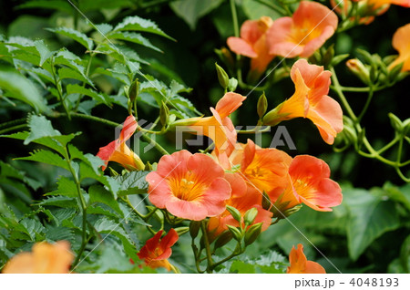 オレンジ色の凌霄花(のうぜんかずら)　夏の花 4048193