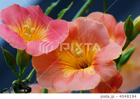 オレンジ色の凌霄花(のうぜんかずら)　夏の花 4048194