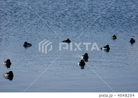 金黒羽白　集団休憩 4048204