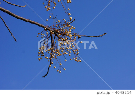 栴檀　センダンの白い実 4048214