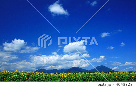 ひまわりと大空 4048328